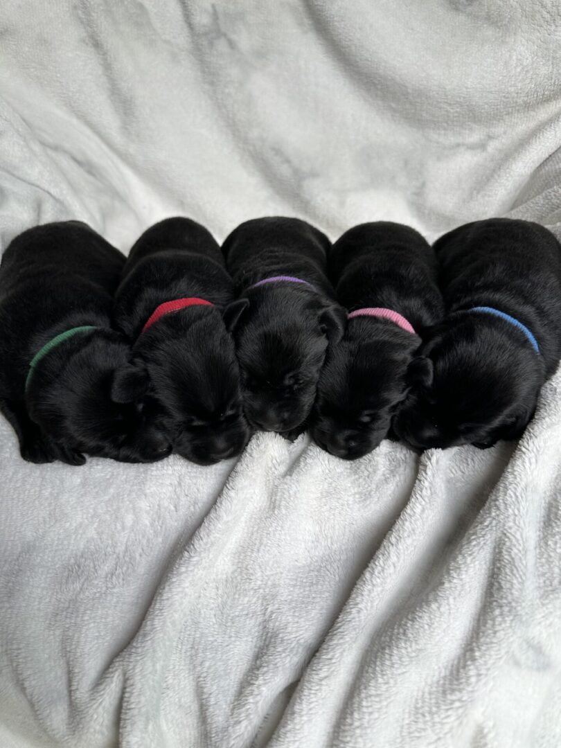 Black Lab Puppies